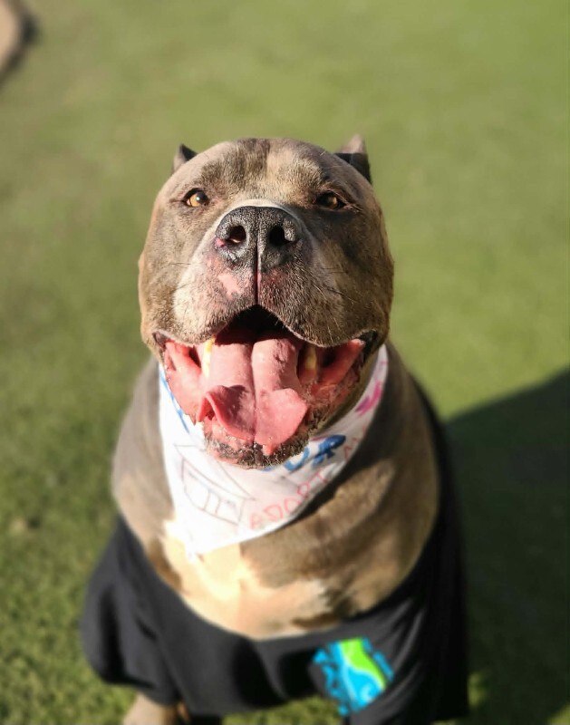 Picture of the Animal Listed